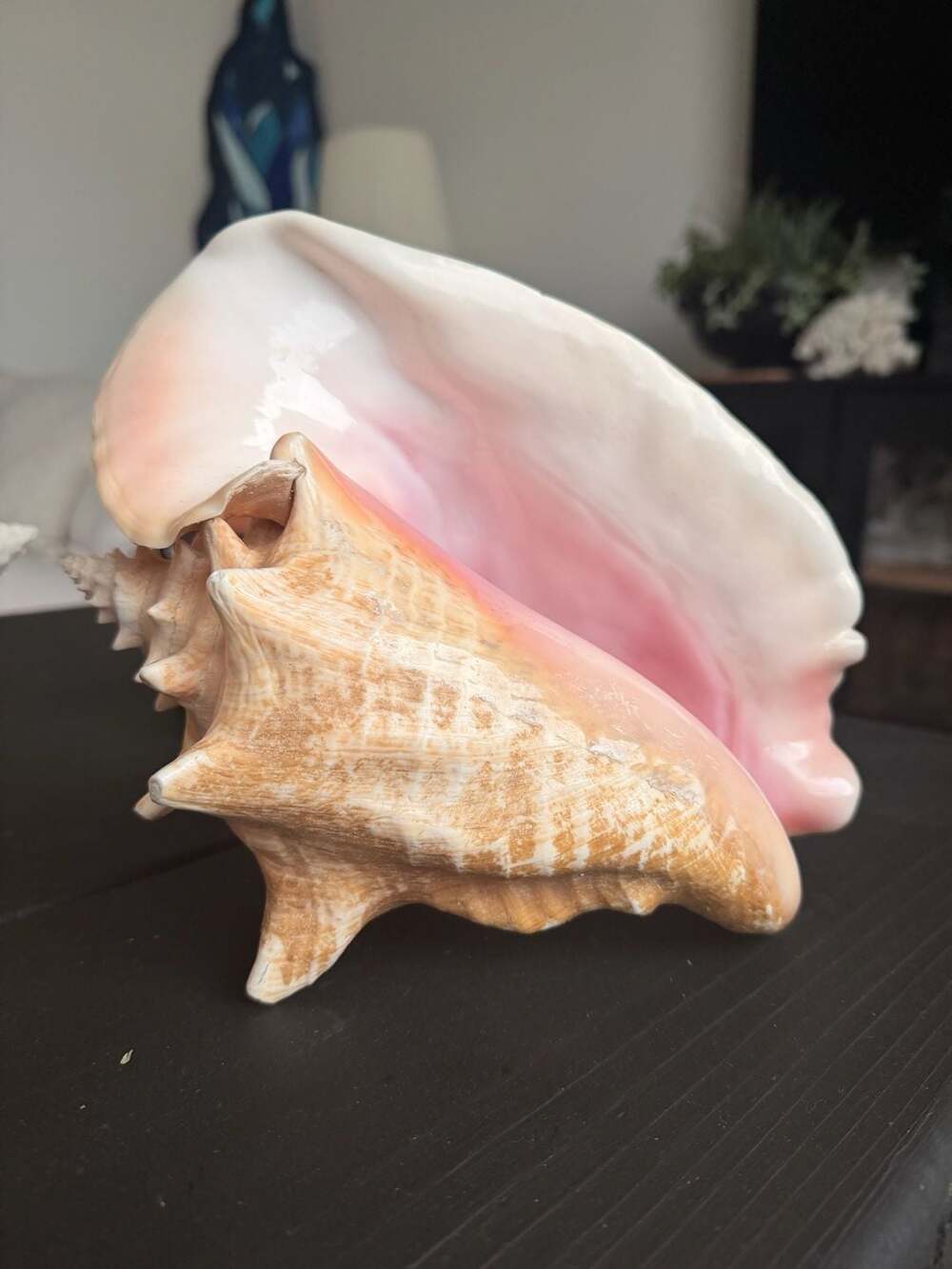 Large Natural Queen Conch Seashell Pink Ocean Interior Beach Decor